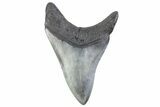 Fossil Megalodon Tooth - South Carolina #371861-1